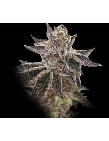 RARE DANKNESS - Cookie OX - 1