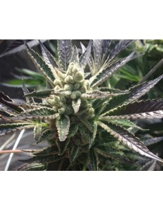 RARE DANKNESS - Cornbread - 1