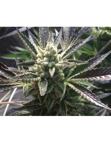 RARE DANKNESS - Cornbread - 1