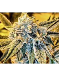 RARE DANKNESS - Cornbread - 1 2