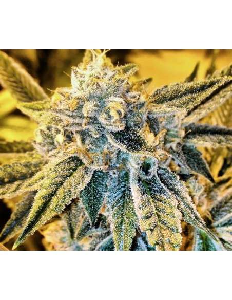 RARE DANKNESS - Cornbread - 2