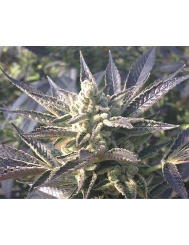 RARE DANKNESS - Cornbread - 3