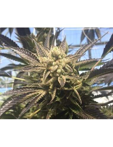 RARE DANKNESS - Cornbread - 4
