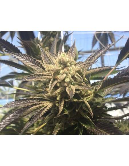 RARE DANKNESS - Cornbread - 4