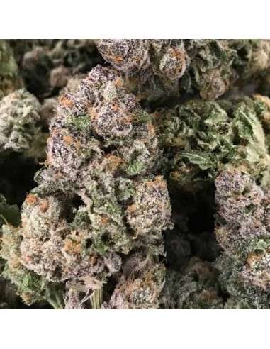 RARE DANKNESS - Dark Ghost Train - 1