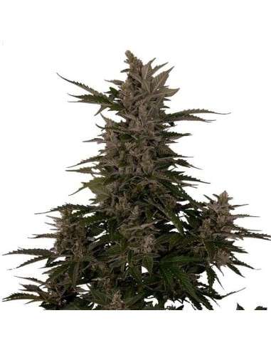 ROYAL QUEEN SEEDS - Royal Critical Automatic - 4
