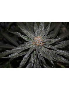 RARE DANKNESS - Rare Darkness - 1 2