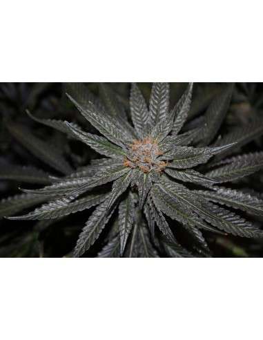RARE DANKNESS - Rare Darkness - 2