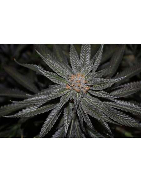RARE DANKNESS - Rare Darkness - 2