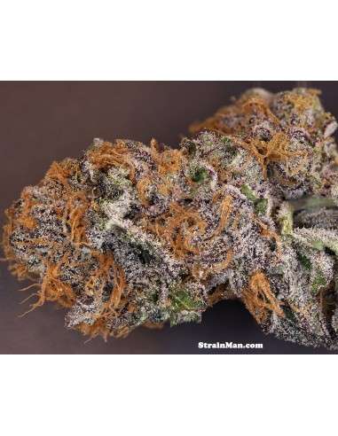 RARE DANKNESS - Rare Darkness - 3