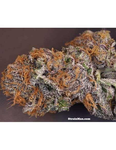 RARE DANKNESS - Rare Darkness - 3