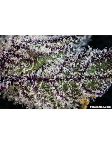 RARE DANKNESS - Rare Darkness - 4