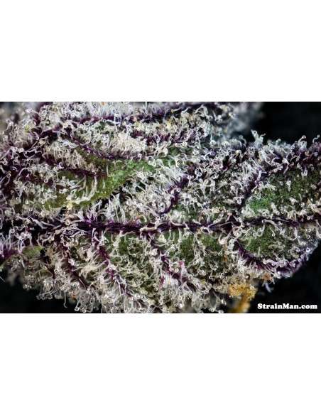 RARE DANKNESS - Rare Darkness - 4