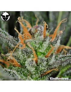 RARE DANKNESS - Karma Bitch - 1
