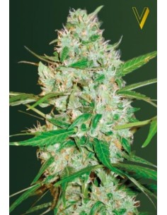 Victory Seeds - Auto Red Russian XXL - 1 2