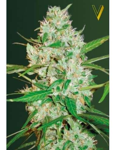 Victory Seeds - Auto Red Russian XXL - 2