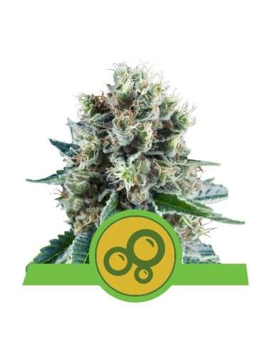 ROYAL QUEEN SEEDS - Bubble Kush Automatic - 1