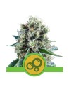 ROYAL QUEEN SEEDS - Bubble Kush Automatic - 1