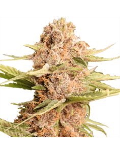 Girl Scout Cookies - 1