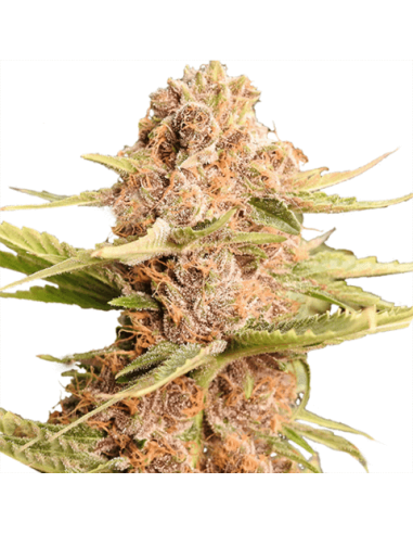 Girl Scout Cookies - 1