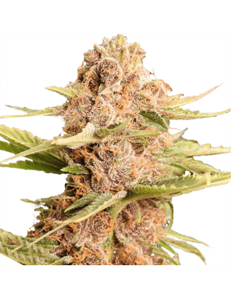 Girl Scout Cookies - 1