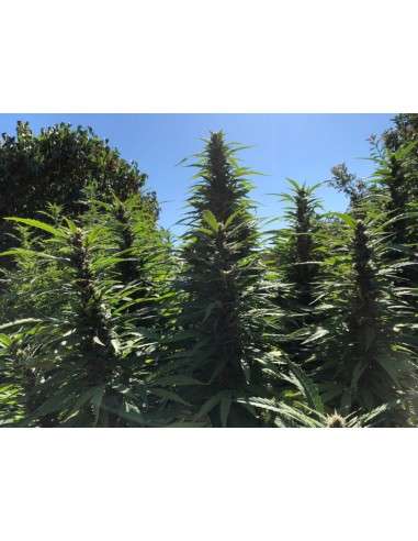 Girl Scout Cookies - 2