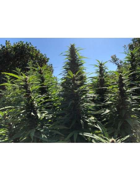 Girl Scout Cookies - 2