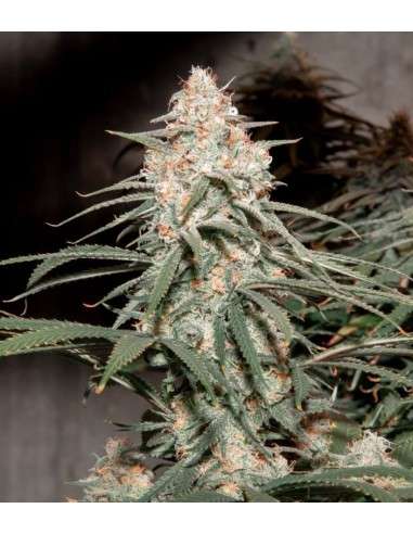 Girl Scout Cookies - 3