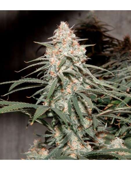 Girl Scout Cookies - 3