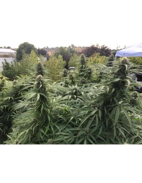 Girl Scout Cookies - 4