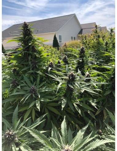 Girl Scout Cookies - 5