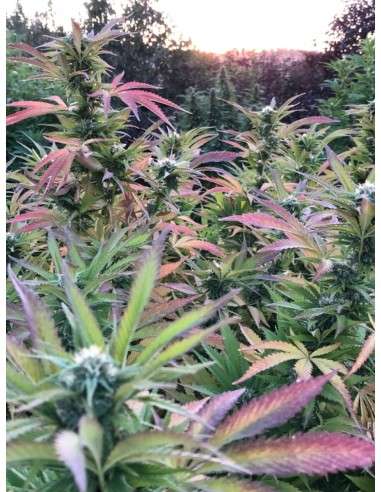Girl Scout Cookies - 6