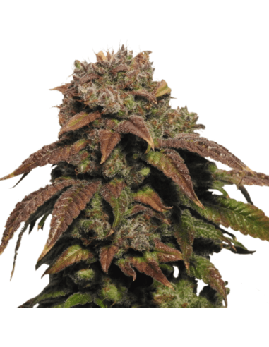 Green Crack - 1