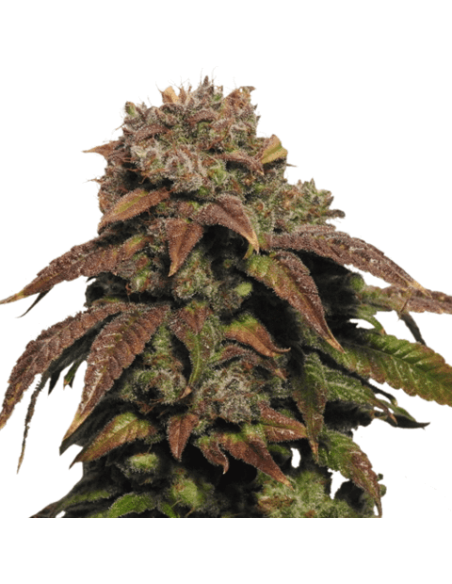 Green Crack - 1