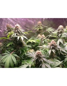 Green Crack - 1 2