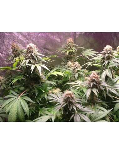 Green Crack - 2