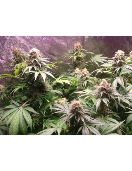 Green Crack - 2