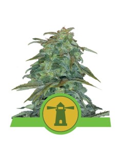 ROYAL QUEEN SEEDS - Royal Haze Automatic - 1