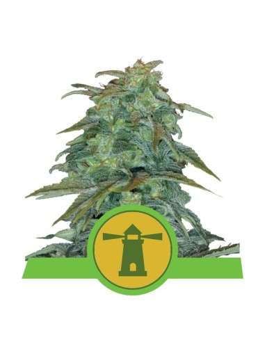 ROYAL QUEEN SEEDS - Royal Haze Automatic - 1