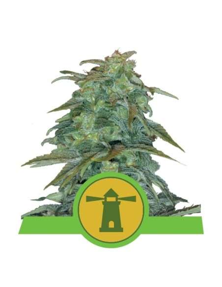ROYAL QUEEN SEEDS - Royal Haze Automatic - 1