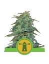 ROYAL QUEEN SEEDS - Royal Haze Automatic - 1