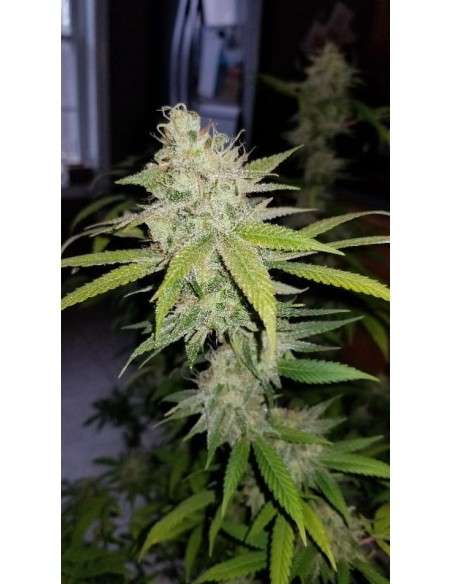 Green Crack - 3