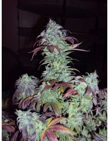 Green Crack - 4