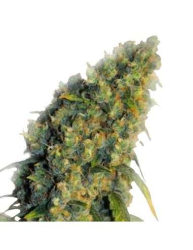 Green Crack - 5