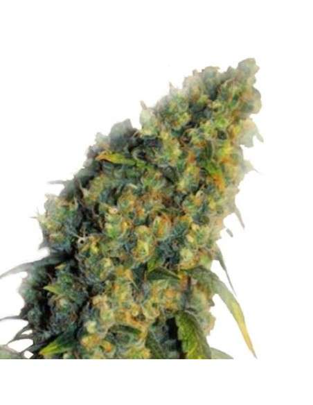 Green Crack - 5