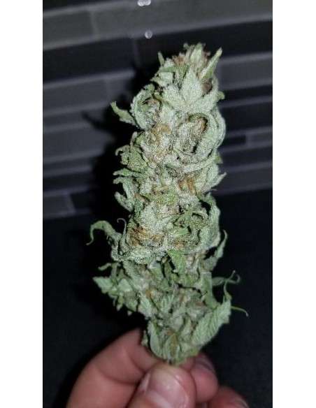 Green Crack - 6