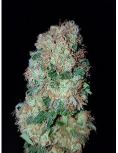 Gorilla Glue - 1