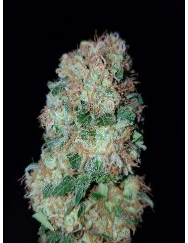 Gorilla Glue - 1