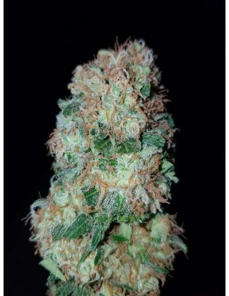 Gorilla Glue - 1