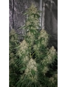 Gorilla Glue - 1 2